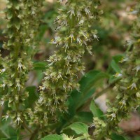 Ocimum gratissimum L.